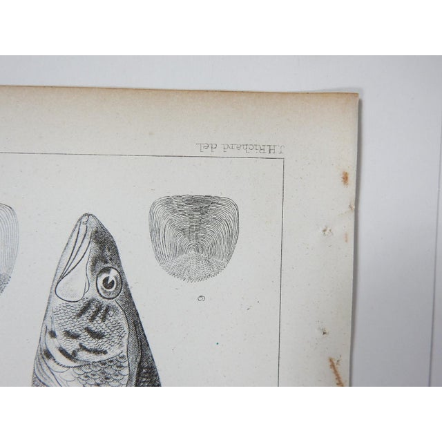 Mid 19th Century Us Pacifc Railroad Fish Lithograph Book Plate - A Pair For Sale In Seattle - Image 6 of 7