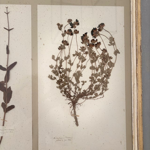 Large 19th Century French Mounted Botanical Herbiers For Sale In San Diego - Image 6 of 16