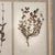 Large 19th Century French Mounted Botanical Herbiers For Sale In San Diego - Image 6 of 16