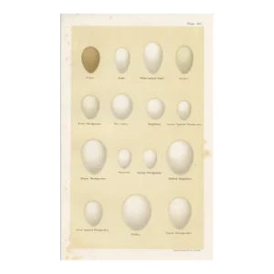 1890s, Woodpecker Bird Egg Print, Original Antique Bird Egg Print, Lithograph, England