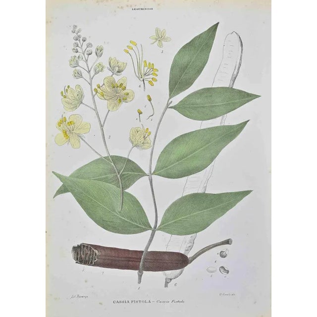 Lithograph hand watercolored. Belongs to the Series "Atlante di Botanica popolare ossia Illustrazione di Piante Notevoli...