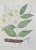 Lithograph hand watercolored. Belongs to the Series "Atlante di Botanica popolare ossia Illustrazione di Piante Notevoli...