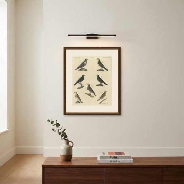 Bertuch, Thrushes, Blackbird and Ring Ouzel, 1805, Print For Sale - Image 10 of 12