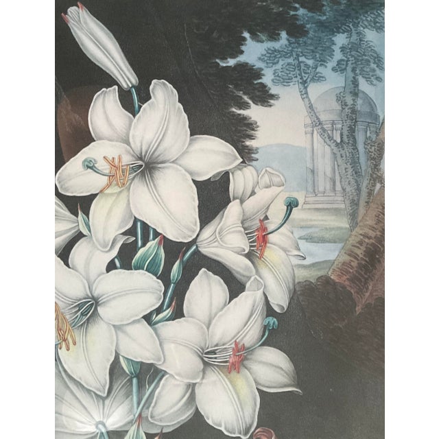 Framed Botanical Print From Dr. Robert Thornton's Temple of Flora (1812) "The White Lily" For Sale - Image 4 of 6