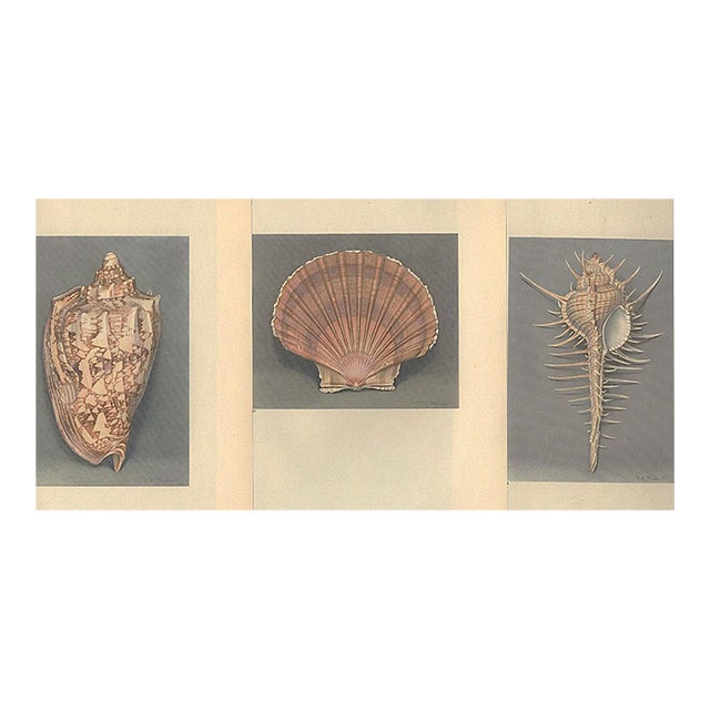 1935 Rare Set of 3 French Lithographs- Sea Shells For Sale