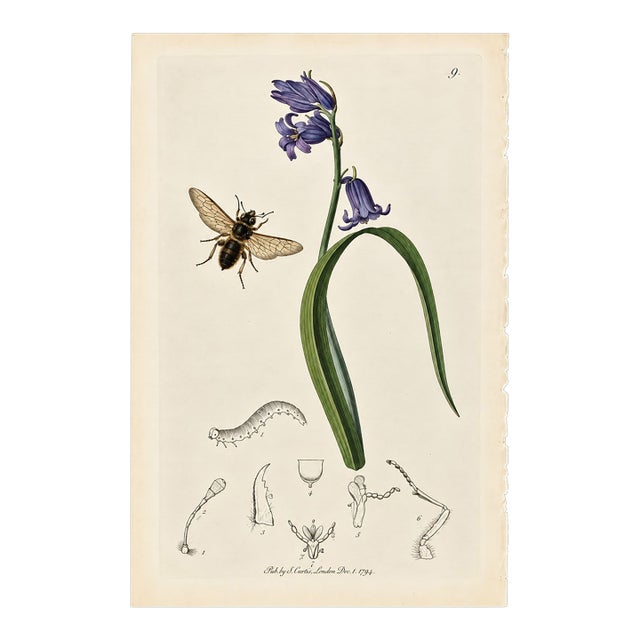 Rare Antique John Curtis Botanical & Insect Engravings C. 1825, 1 Print For Sale