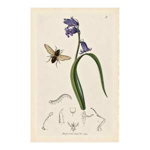Rare Antique John Curtis Botanical & Insect Engravings C. 1825, 1 Print