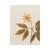 1930s Vintage Swedish Herbarium - Wood Anemone, Circa 1938 For Sale - Image 5 of 6