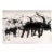 Cattle I by Guusje Bertholet For Sale