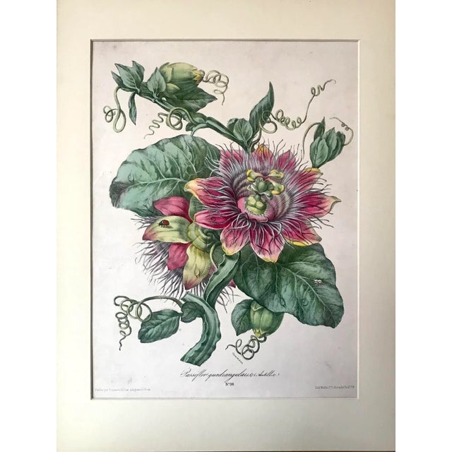 An original large antique French botanical color lithograph of Passiflora quadrangularis or flowering passion fruit....