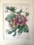 An original large antique French botanical color lithograph of Passiflora quadrangularis or flowering passion fruit....