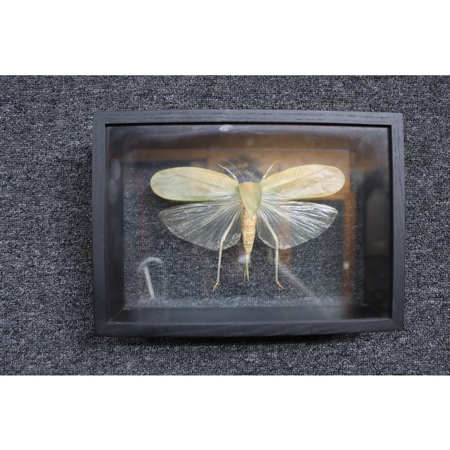 Framed giant katydid specimen displayed in a black wood shadow box with glass front and back, allowing the insect to be...