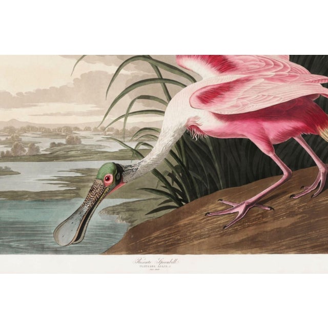 Roseate Spoonbill by John James Audubon, Vintage Print Reproduction, 36" × 24" For Sale In Buffalo - Image 6 of 6