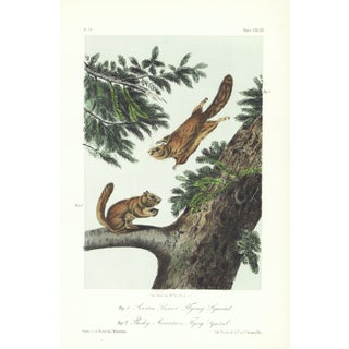 1854 Audubon Quadruped Octavo Lithograph "Plate 143 Severn River Flying Squirrel" For Sale