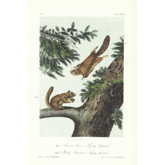 1854 Audubon Quadruped Octavo Lithograph "Plate 143 Severn River Flying Squirrel" For Sale