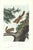 1854 Audubon Quadruped Octavo Lithograph "Plate 143 Severn River Flying Squirrel" For Sale
