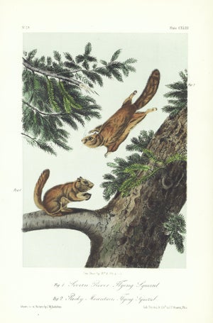 1854 Audubon Quadruped Octavo Lithograph "Plate 143 Severn River Flying Squirrel"