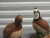 Vintage Hand Painted "Bob White" Quails Birds Figurines - Set of 2 For Sale - Image 4 of 7