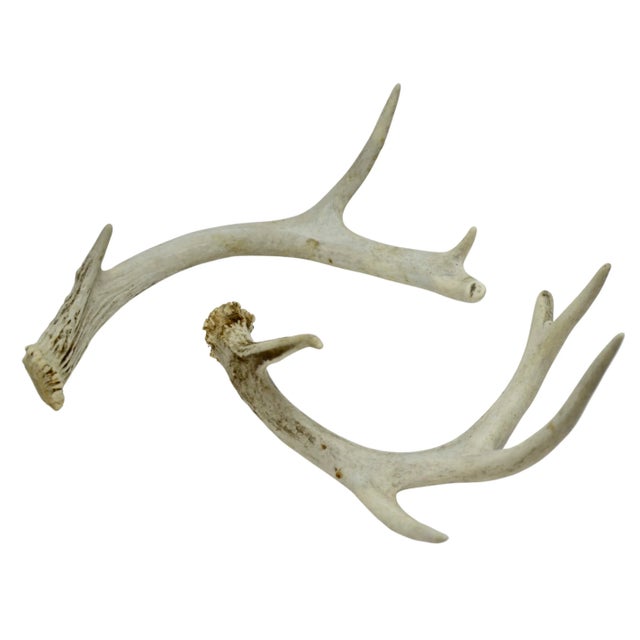 Rustic Natural Antlers – a Pair For Sale - Image 3 of 5