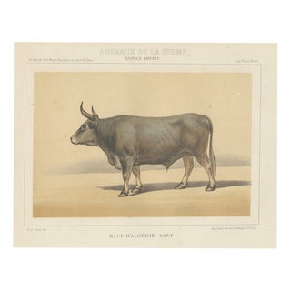 Olivier De Penne, Algerian Ox, North African Cattle, 1863, Chromolithograph For Sale