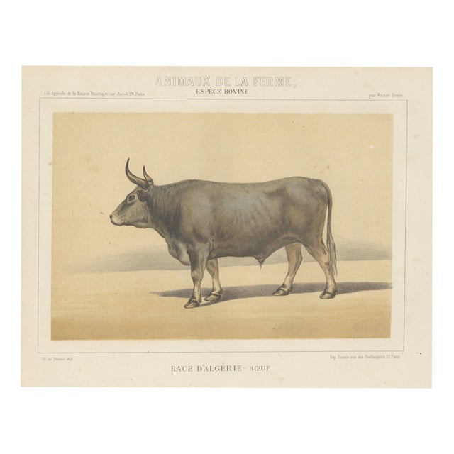 Olivier De Penne, Algerian Ox, North African Cattle, 1863, Chromolithograph For Sale