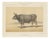 Olivier De Penne, Algerian Ox, North African Cattle, 1863, Chromolithograph For Sale