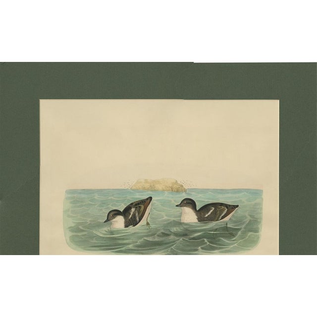 After D. G. Elliot, Bird Illustration of Least Auk, 1869, Print For Sale - Image 4 of 9