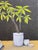 Early 21st Century "Still Life With Shell" Mixed Media on Canvas by Richmond Artist Claiborne Riley For Sale - Image 5 of 8