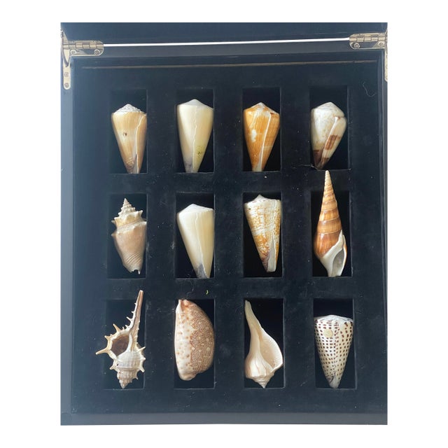 1960s 12 Sea Shells Natural History Soecimen Collection For Sale