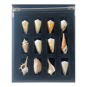 1960s 12 Sea Shells Natural History Soecimen Collection