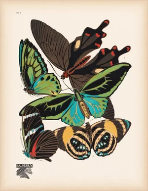 Papillons (Butterflies) Plate 1 Giclee Reproduction Art Print by Emile Allain Séguy
