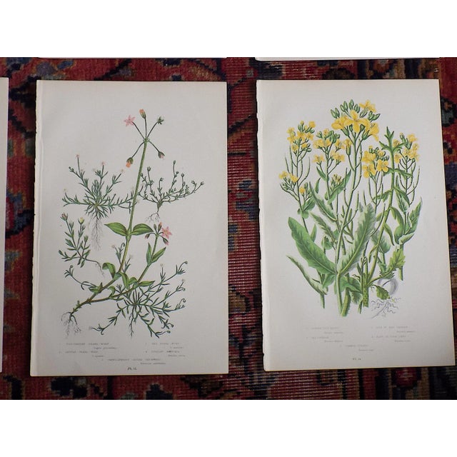 Printmaking Materials Antique 19th Century Botanical Lithographs - Set of 12 For Sale - Image 7 of 8