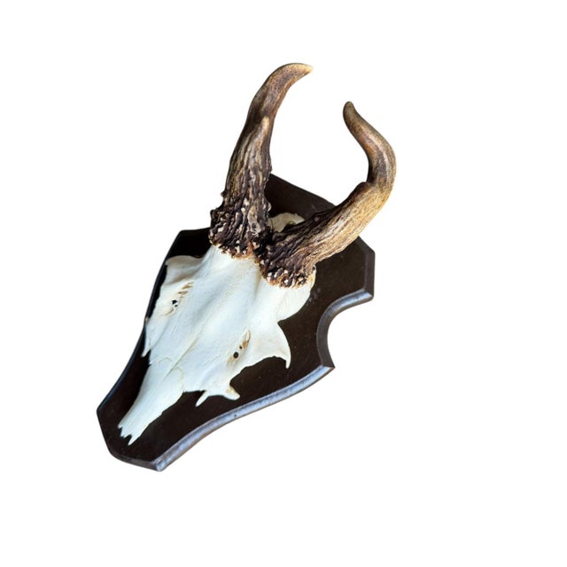 Roe deer trophy on wood plaque with abnormal thick, curly antlers.