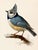Illustration 19th-Century Bird Illustrations — Fine Art Print Collection | Unframed For Sale - Image 3 of 17