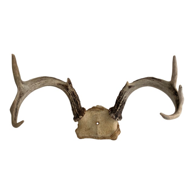 Vintage White Tail Deer Antlers--6 Point For Sale