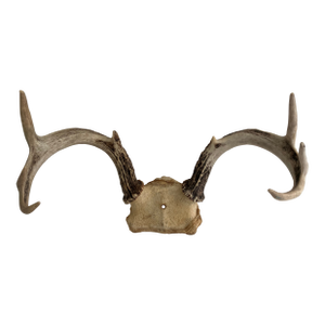 Vintage White Tail Deer Antlers--6 Point