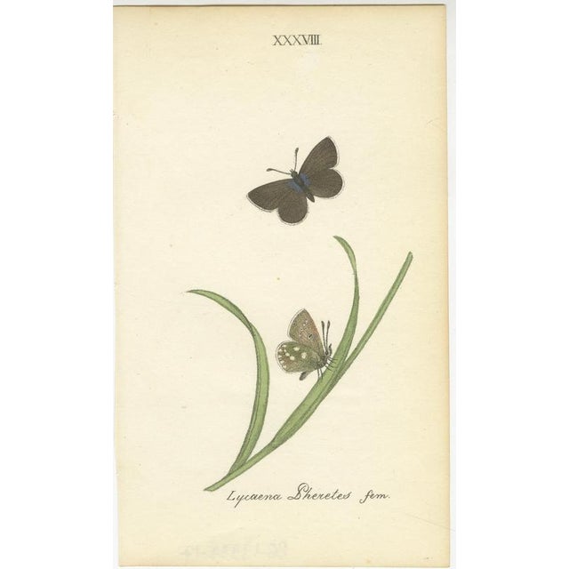 Early 19th Century William Home Lizars after Sir William Jardine, Small-Format Butterfly with Botanical Studies, 1835, Paper Engravings, Set of 6 For Sale - Image 5 of 9