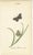 Early 19th Century William Home Lizars after Sir William Jardine, Small-Format Butterfly with Botanical Studies, 1835, Paper Engravings, Set of 6 For Sale - Image 5 of 9
