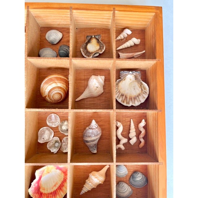 Brown Pair Vintage Folk Art Shadow Boxes With Seashell Collection Coastal Boho Chic For Sale - Image 8 of 18