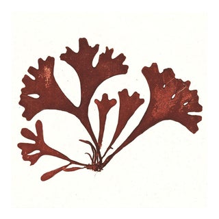 Bradbury Seaweeds 08, Unframed Artwork For Sale