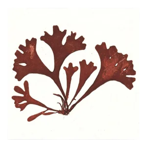 Bradbury Seaweeds 08, Unframed Artwork