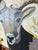 "Ram Stare" a Ram Painting For Sale - Image 11 of 12