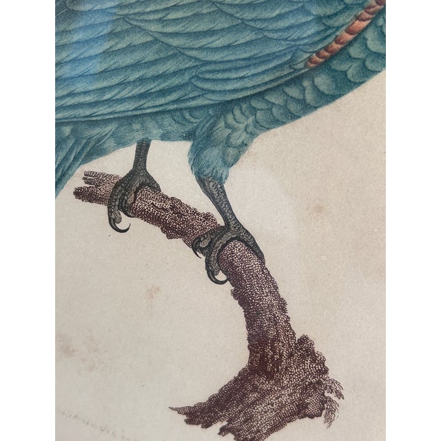 Wood Antique Jacques Barraband Green Parrot Engraving, Plate Xv, Early 19th Century, Gilt Framed For Sale - Image 7 of 12