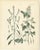 Calwer, Botanical Plates of Technical Plants, 1854, Prints, Set of 12 For Sale - Image 6 of 15
