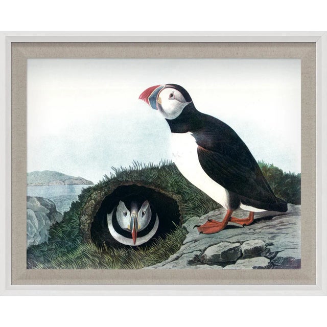 Contemporary Audubon 6, Framed Artwork For Sale - Image 3 of 3