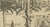 Paper Theodore de Bry, Trees and Spices of India, 1601, Paper For Sale - Image 7 of 8