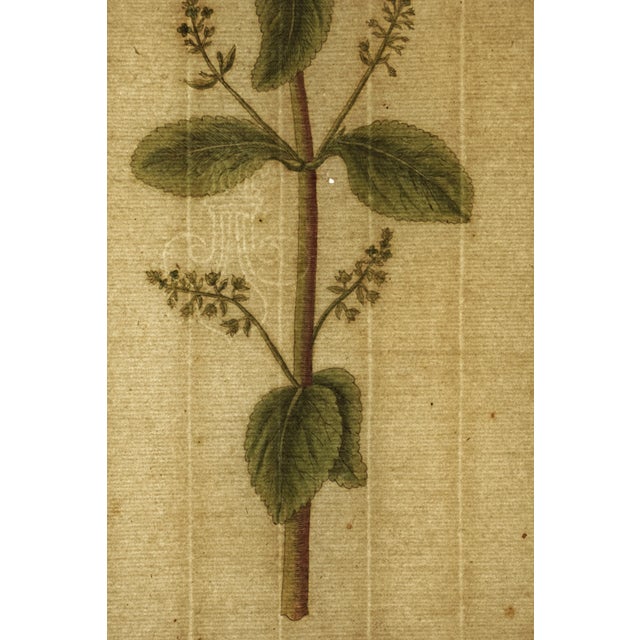 18th C Botanical Engraving Set 6 Framed Antique Botanical Wall Art Elizabeth Blackwell Prints Traditional & English Country Decor - Set of 6 For Sale - Image 10 of 10