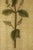 18th C Botanical Engraving Set 6 Framed Antique Botanical Wall Art Elizabeth Blackwell Prints Traditional & English Country Decor - Set of 6 For Sale - Image 10 of 10