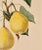 Realism Print From Botanical Study of Fruits and Nuts by Duhamel Du Monceau, Early 19th Century For Sale - Image 3 of 4