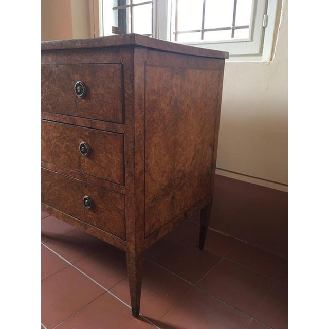 Late 18th Century Regency Elmwood Root Chest of Drawers, Italy, 1790 For Sale - Image 9 of 18